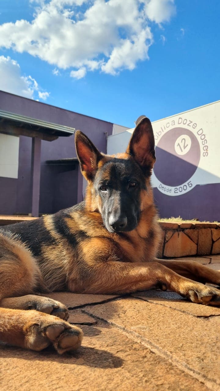 Ressaca, a pastora alemã mascote da república, deitada no quintal em frente ao logo pintado na parede.
